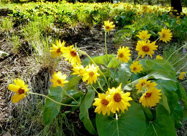 Arrowleaf balsamroot